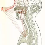 Singing technique